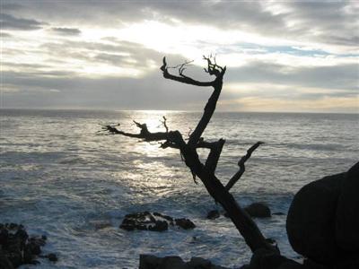 Ghost Tree